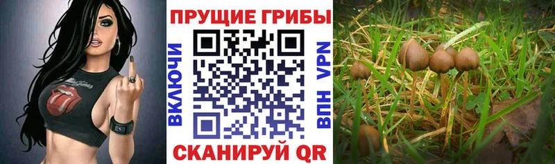 Галлюциногенные грибы Magic Shrooms  продажа наркотиков  Любань 